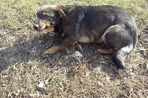 BUNIA sunia której nikt nie chce!,  mazowieckie Wa