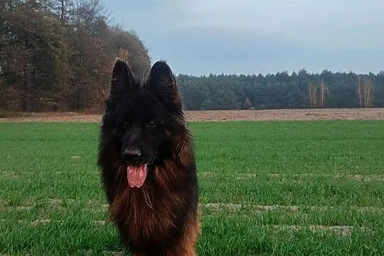 Piesek owczarka niemieckiego, Łódzkie, Jastrzębia
