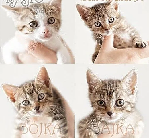 Puchate maleństwa do adopcji, dolnośląskie Wrocła