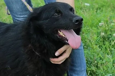 Frania szuka domu.,  mazowieckie Radom