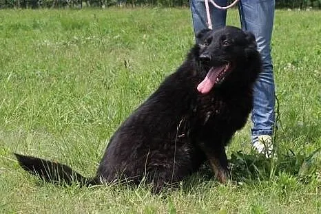 Frania szuka domu.,  mazowieckie Radom
