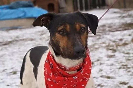 Yoko sunia wyrzucona z samochodu DO ADOPCJI! ŁTOnZ