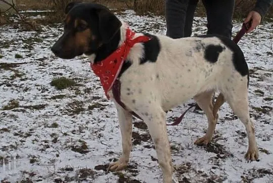 Yoko sunia wyrzucona z samochodu DO ADOPCJI! ŁTOnZ