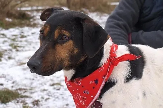 Yoko sunia wyrzucona z samochodu DO ADOPCJI! ŁTOnZ