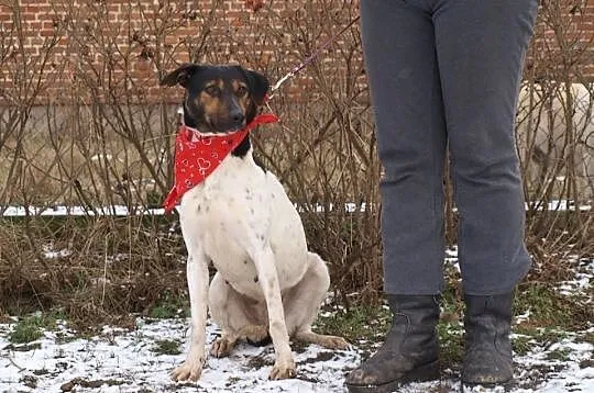 Yoko sunia wyrzucona z samochodu DO ADOPCJI! ŁTOnZ