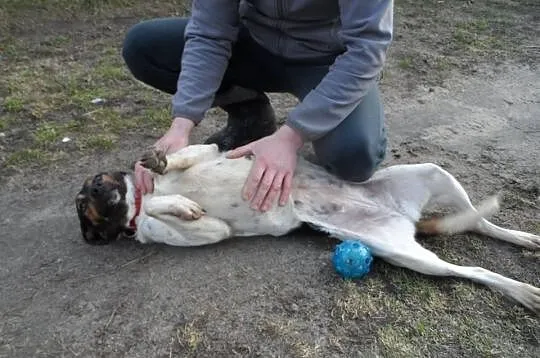 Yoko sunia wyrzucona z samochodu DO ADOPCJI! ŁTOnZ