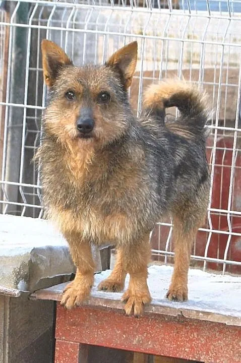 Przyjacielski Szczygieł do adopcji, lubelskie Świ