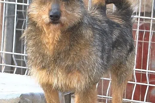 Przyjacielski Szczygieł do adopcji,  lubelskie Świ