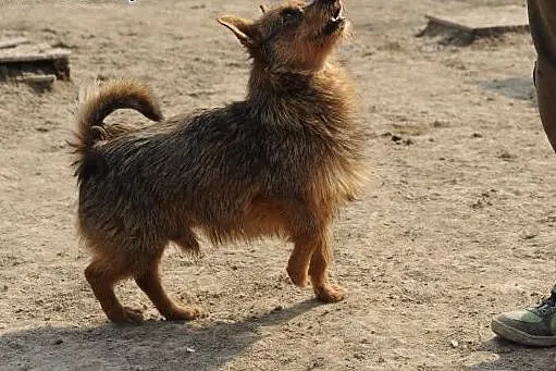 Przyjacielski Szczygieł do adopcji,  lubelskie Świ