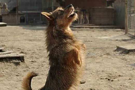 Przyjacielski Szczygieł do adopcji,  lubelskie Świ