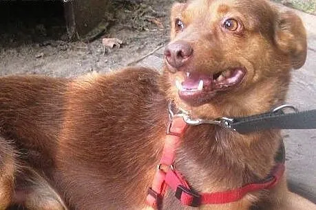 Rudi szuka domu  ,  mazowieckie Warszawa