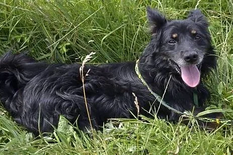 Piękny puszysty PUSZEK pilnie potrzebuje troskliwy