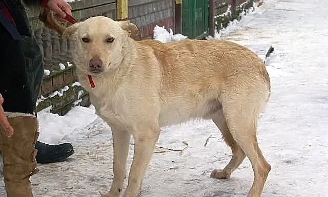 BOSMAN - mix labradora do adopcji