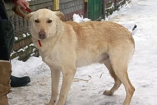 BOSMAN - mix labradora do adopcji