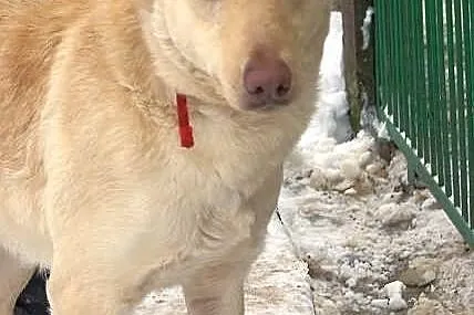 BOSMAN - mix labradora do adopcji