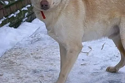 BOSMAN - mix labradora do adopcji