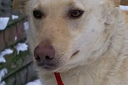 BOSMAN - mix labradora do adopcji