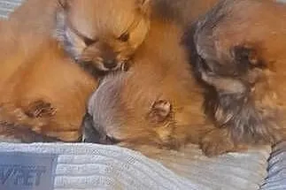 Szpic miniaturowy pomeranian