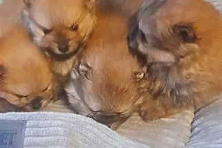 Szpic miniaturowy pomeranian, Małopolskie, Janowice