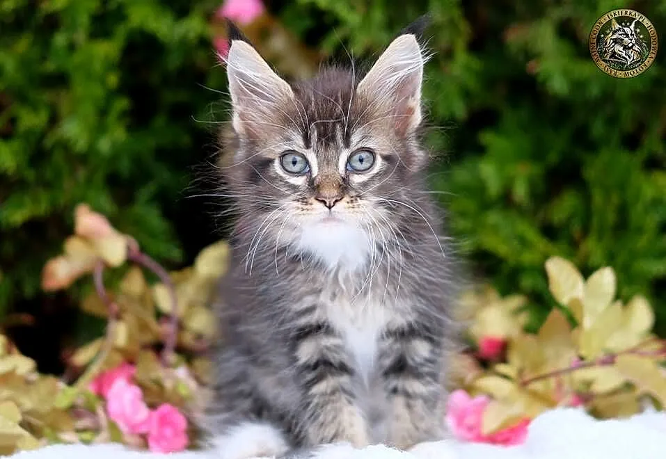 Miziasty kocurek maine coon, Mazowieckie, Warszawa