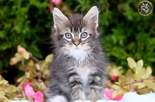 Miziasty kocurek maine coon, Mazowieckie, Warszawa