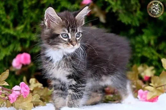 Miziasty kocurek maine coon, Mazowieckie, Warszawa