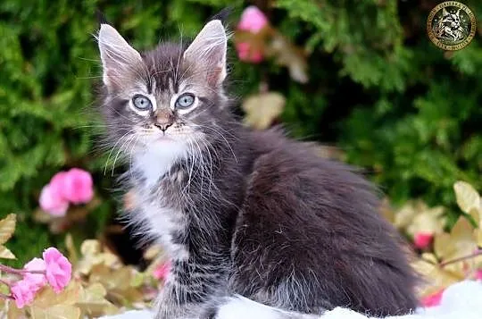 Miziasty kocurek maine coon, Mazowieckie, Warszawa