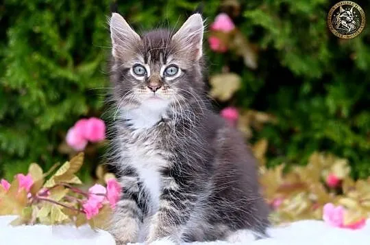 Miziasty kocurek maine coon, Mazowieckie, Warszawa