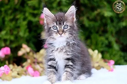 Miziasty kocurek maine coon, Mazowieckie, Warszawa