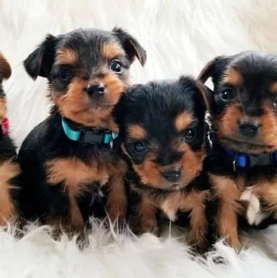 Szczenięta York Terrier do adopcji Prosimy o kontakt mailowy: {{amandinelisa01@gmail.com}}