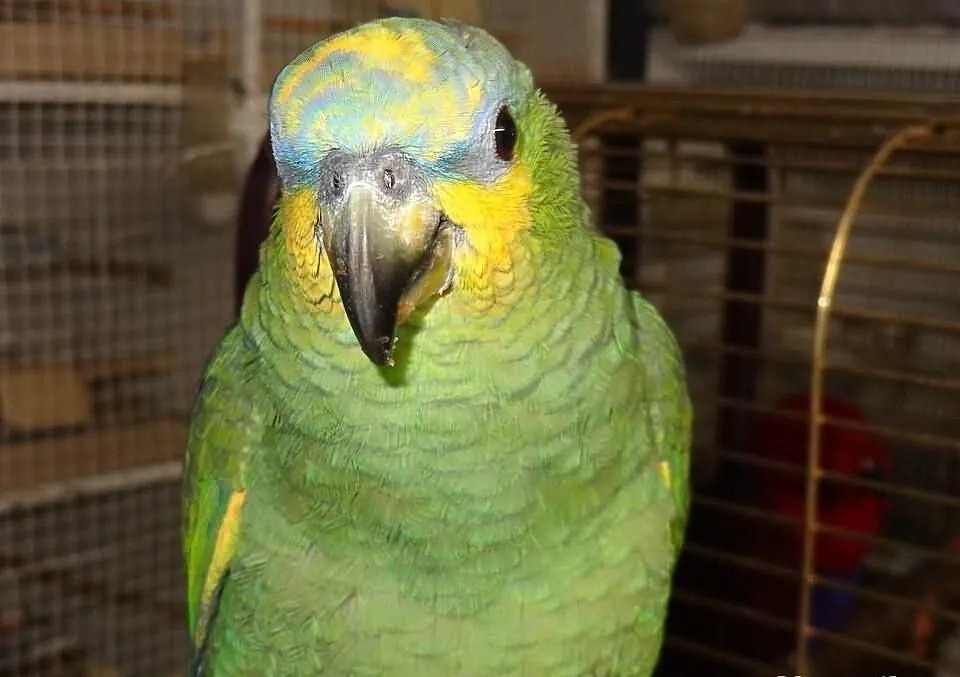 Amazonka oswojona.
