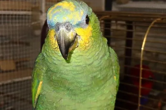 Amazonka oswojona.