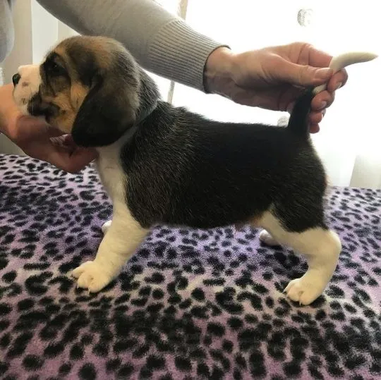 Szczenięta rasy beagle, samiec i samica, na sprzedaż., , Bydgoszcz