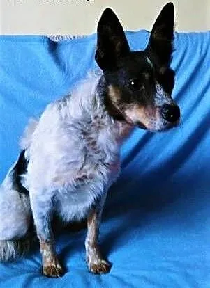 ŁATEK - nieśmiały, delikatny, kochany psiak; do adopcji, wielkopolskie Poznań, Wielkopolskie, Poznań