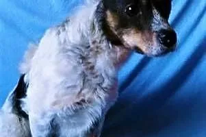 ŁATEK - nieśmiały, delikatny, kochany psiak; do adopcji,  wielkopolskie Poznań, Wielkopolskie, Poznań