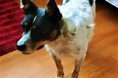 ŁATEK - nieśmiały, delikatny, kochany psiak; do adopcji,  wielkopolskie Poznań, Wielkopolskie, Poznań