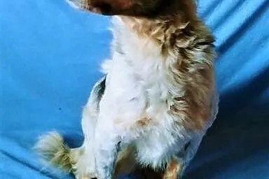 ŁATEK - nieśmiały, delikatny, kochany psiak; do adopcji,  wielkopolskie Poznań, Wielkopolskie, Poznań