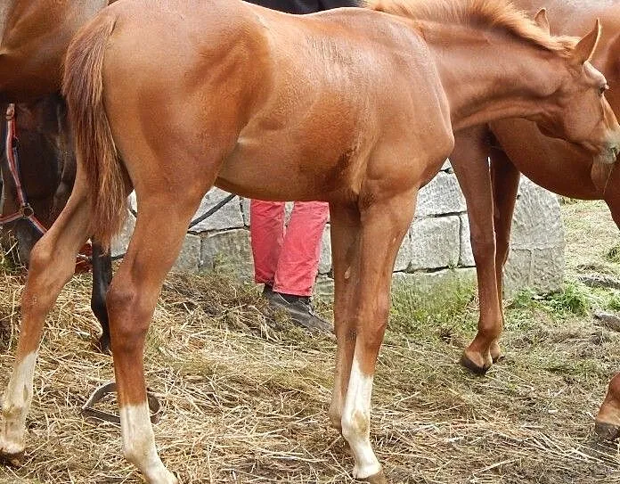 Szukam konia do dzierżawy !, Mazowieckie, Płock