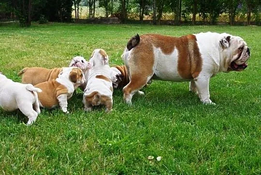 Buldog Angielski szczeniaki dziewczyny i chlopcy dostepny rodowód, , Lublin