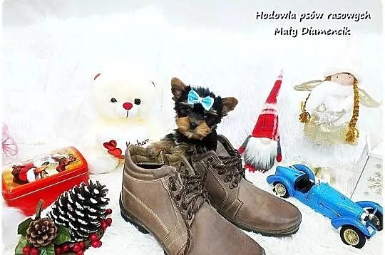 Mini XS !! Malutki Piesek Yorkshire Terrier Do REZERWACJI !!
