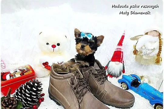Mini XS !! Malutki Piesek Yorkshire Terrier Do REZERWACJI !!, Lubuskie, Żary