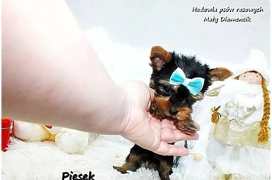 Mini XS !! Malutki Piesek Yorkshire Terrier Do REZERWACJI !!, Lubuskie, Żary