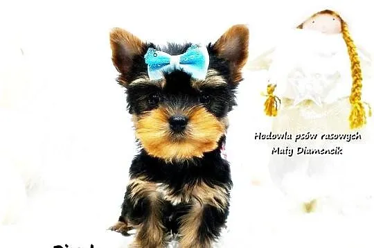 Mini XS !! Malutki Piesek Yorkshire Terrier Do REZERWACJI !!, Lubuskie, Żary