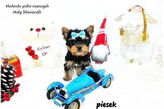 Mini XS !! Malutki Piesek Yorkshire Terrier Do REZERWACJI !!, Lubuskie, Żary