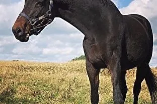 Klacz holsztyńska po Carreno
