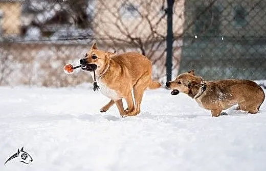 LORI- piękna, młoda sunia poleca się do adopcji!,