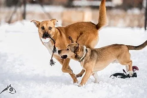 LORI- piękna, młoda sunia poleca się do adopcji!, 