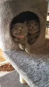 Kocięta brytyjska z użytkowania z adopcji. E-mail z aktualizacjami..{{juliapietrzak54@gmail.com}]