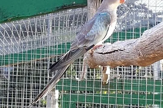 Księżniczki walii albino, niebieskie, Małopolskie, Skała
