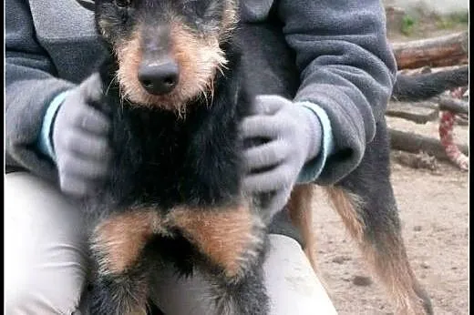 Baks. Nie sposób go nie pokochać!,  mazowieckie Wa